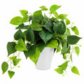 Plante verte artificielle avec pot pour décoration intérieure