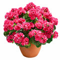 Géranium Artificiel en Pot Rose, 45 cm